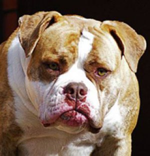 Ostwaybulls Verossa
